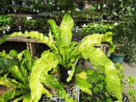 観葉植物１０月の紹介