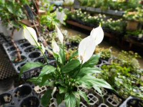 観葉植物１０月の紹介