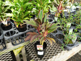 観葉植物１０月の紹介