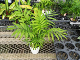 観葉植物１０月の紹介