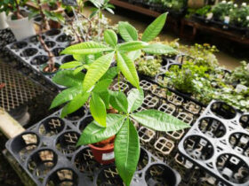 観葉植物１０月の紹介