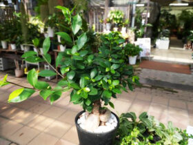 観葉植物１０月の紹介