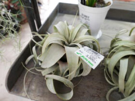 観葉植物１０月の紹介