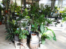 観葉植物１０月の紹介