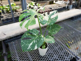 観葉植物１０月の紹介