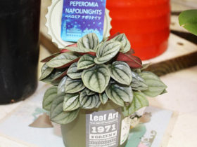 観葉植物７月の紹介