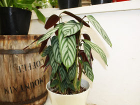 観葉植物７月の紹介