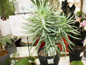 観葉植物７月の紹介