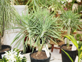 観葉植物７月の紹介