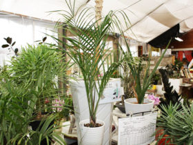 観葉植物７月の紹介