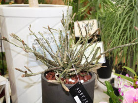観葉植物７月の紹介