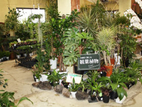 観葉植物３月の紹介