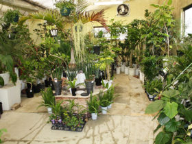 観葉植物３月の紹介