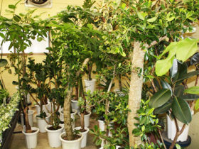 観葉植物３月の紹介