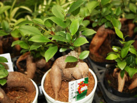 観葉植物３月の紹介