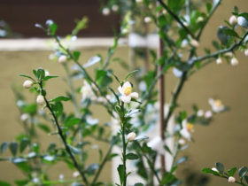 観葉植物３月の紹介