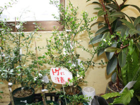 観葉植物３月の紹介