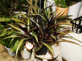 観葉植物３月の紹介