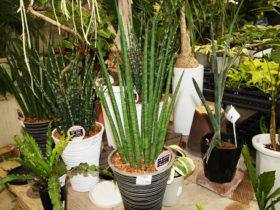 観葉植物３月の紹介