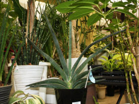 観葉植物３月の紹介