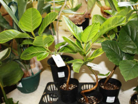 観葉植物３月の紹介