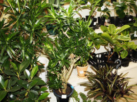 観葉植物３月の紹介