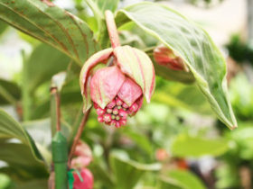観葉植物６月の紹介