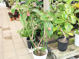 観葉植物６月の紹介