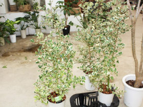 観葉植物６月の紹介