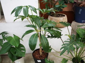 観葉植物６月の紹介