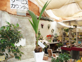 観葉植物６月の紹介