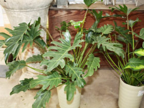 観葉植物６月の紹介