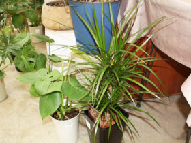 観葉植物６月の紹介