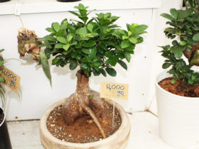 観葉植物６月の紹介
