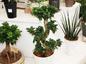 観葉植物６月の紹介