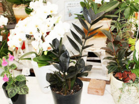 観葉植物６月の紹介