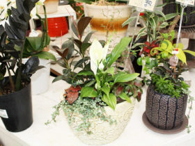 観葉植物６月の紹介
