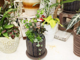 観葉植物６月の紹介