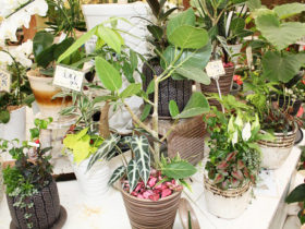 観葉植物６月の紹介