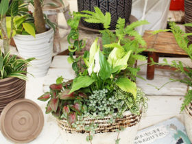 観葉植物６月の紹介