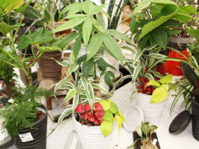 観葉植物６月の紹介