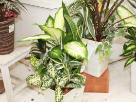 観葉植物６月の紹介