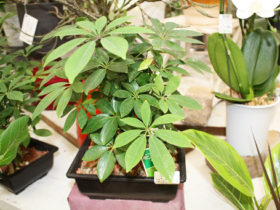 観葉植物６月の紹介