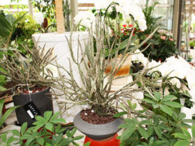 観葉植物６月の紹介