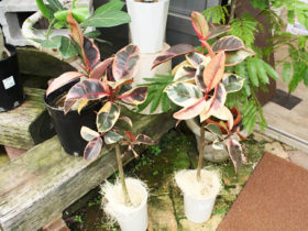 観葉植物６月の紹介
