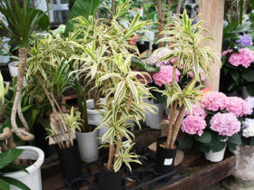 観葉植物６月の紹介