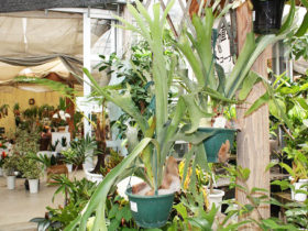 観葉植物６月の紹介