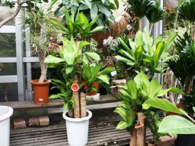 観葉植物６月の紹介
