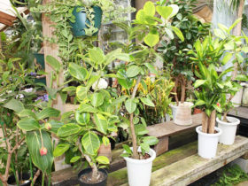 観葉植物６月の紹介
