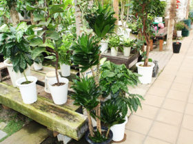 観葉植物６月の紹介